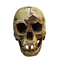 H. floresiensis skull, Cantonal Museum of Geology, Switzerland Homo Florensiensis-MGL 95216-P5030051-white.jpg