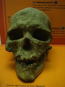 Der Cro-Magnon-Mensch 220px-Homo_sapiens_fossilis_Francia_milano