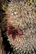 Hoodia pilifera