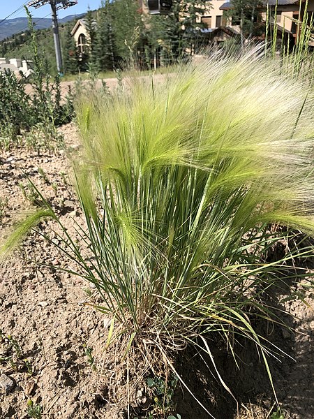 File:Hordeum jubatum plant (20).jpg