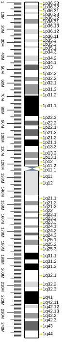 G-banding ideogram of human chromosome 1 in resolution 850 bphs. Band length in this diagram is proportional to base-pair length. This type of ideogram is generally used in genome browsers (e.g. Ensembl, UCSC Genome Browser).