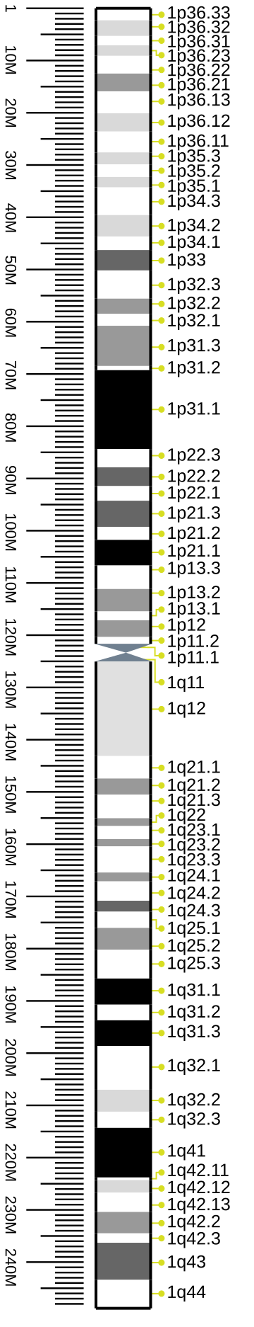 File:Human chromosome 1 ideogram vertical.svg