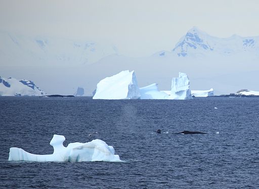 Humpback Whale amidst icebergs (6296029124)