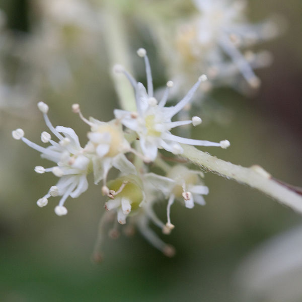 File:Hydrangea heteromalla fleurs3.jpg