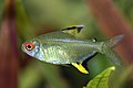 «Tetra Limón» (Hyphessobrycon pulchripinnis)