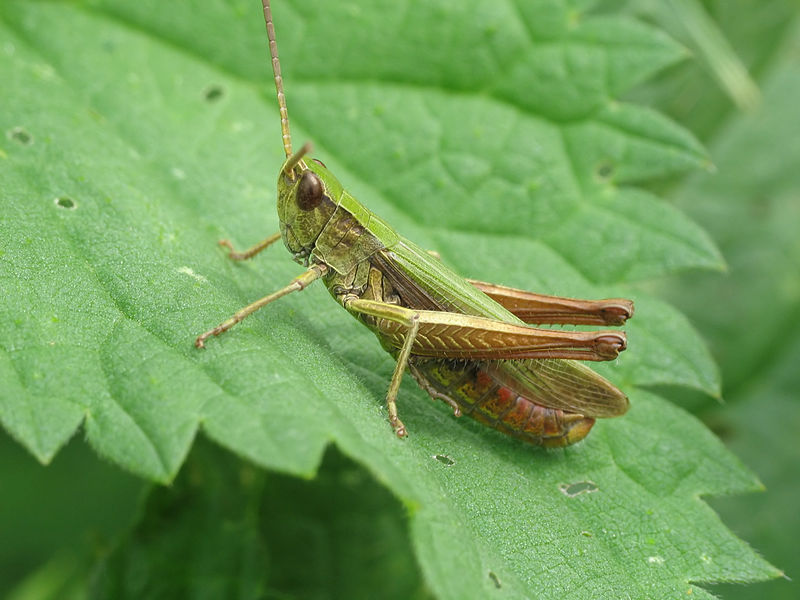 File:IMG 0454 Tettigoniidae.jpg