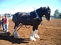 Clydesdale (cat)