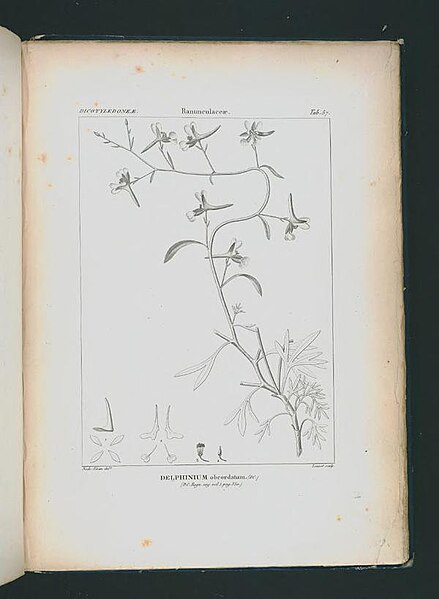 File:Icones selectae plantarum quas in systemate universali (Tab. 057).jpg