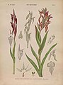 Serapias vomeracea (as syn. Serapias pseudocordigera) Plate 4 in: E.-G. Camus (1852-1915): Iconographie des orchidées d'Europe et du bassin Méditerranéen Paris (1921)