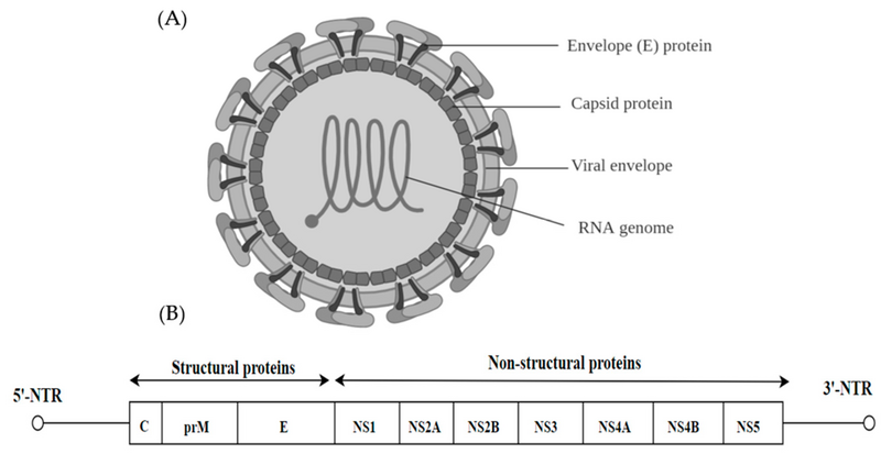 File:Ijms-20-04657-g002.webp