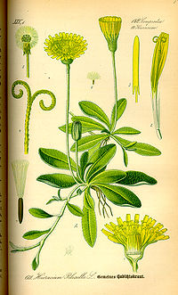 Illustration_Hieracium_pilosella0.jpg