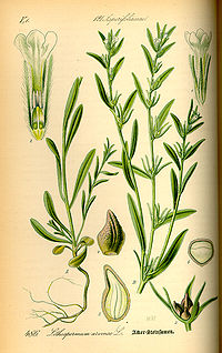 Illustration_Lithospermum_arvense0.jpg