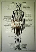 Az emberi csontváz