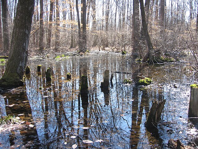 Image: Image Great Swamp National Wildlife Refuge New Jersey 01