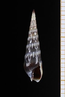 <i>Hastula salleana</i> Species of gastropod