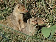 Indian Grey Mongoose - Wikipedia