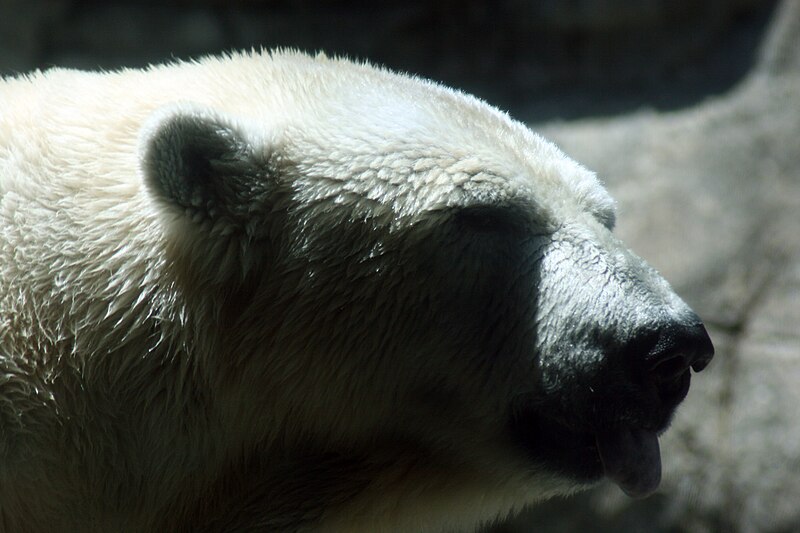 File:Indianapolis Zoo - May 2009 - Quinn Dombrowski 52.jpg