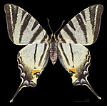 Iphiclides podalirius – Weibchen