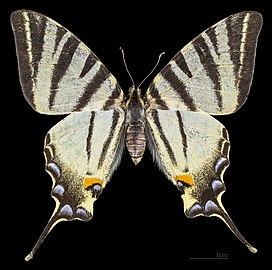 Female