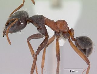 <i>Iridomyrmex anteroinclinus</i> Species of ant