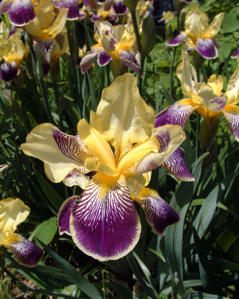 File:Iris flowers (Indiana).png