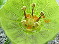 Flower of an undescribed species of Jaltomata, showing a bowl-shaped layer of tissue formed by the bases of the stamens. This feature is only found in two or three species of Jaltomata. Collection Mione & Levia 758. Collected in Peru, Department La Libertad, province Otuzco at 1480 m elevation. Photo taken in Peru.