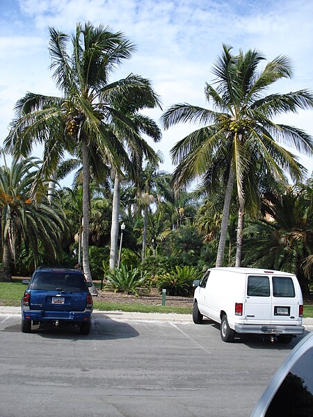 File:Jamaican tall Coconuts.JPG