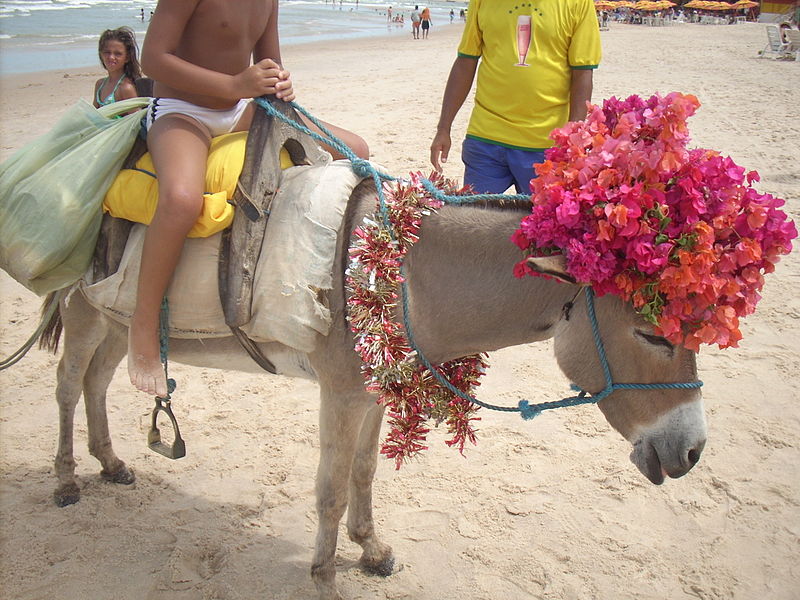 File:Jegue de Canoa Quebrada, Ceará, Brasil2.JPG