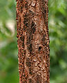 Tronco Jhinjheri (Bauhinia racemosa) a Hyderabad, AP W IMG 7118.jpg
