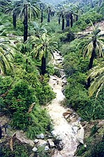 Dans un ravin verdoyant ou coule un ruisseau des jubaea chilensis aux troncs calcinés sont plantés de façon éparse. Pleins de vigueur malgré l'incendie passé, ils bordent le ruisseau. Herbage verdoyant.