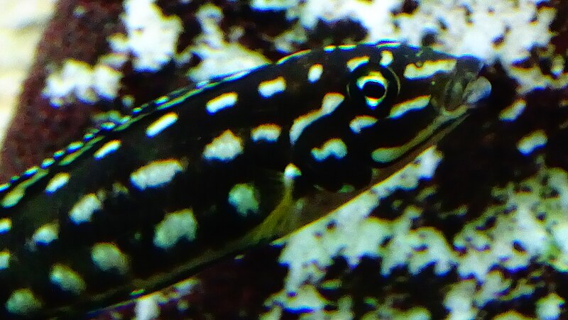 File:Julidochromis marlieri - Aqua porte dorée 07.JPG