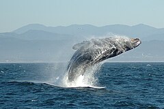 Jumping Humpback whale.jpg