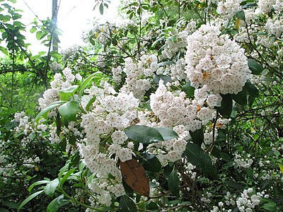 Kalmia latifolia