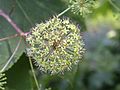 Inflorescence