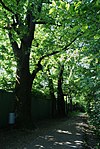 Pedunculate oaks on the Kapuzinerwaldsteig