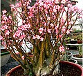 Adenium arabicum