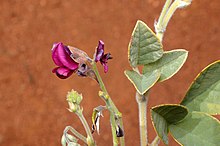 Kennedia prorepens.jpg