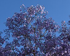 Jacaranda tree