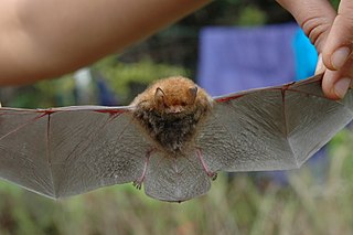 Whiteheads woolly bat Species of bat