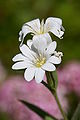 * Nomination Addersmeat (Stellaria holostea). --kallerna 16:59, 18 July 2009 (UTC) * Decline DOF is too shallow. Only small areas of either bloom is in focus. Maedin 18:47, 18 July 2009 (UTC)