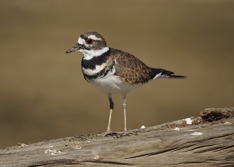 File:Killdeer (29274864023).jpg