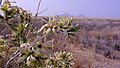 Kvetoucí Kissenia capensis,v pozadí Spitzkoppe