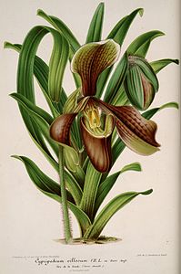 plate 126 Cypripedium villosum Paphiopedilum villosum