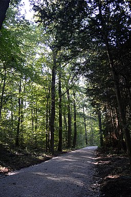 Waldweg in Steinberg