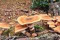 de: Pilz auf den Lahnbergen, Hessen, Deutschland
