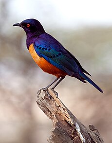 Lamprotornis hildebrandti -Tanzania-8-2c.jpg