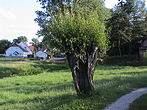 "Langenhessen", old pollarded willows at the way "Mittelweg"