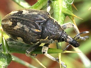 <i>Larinus onopordi</i> Species of beetle