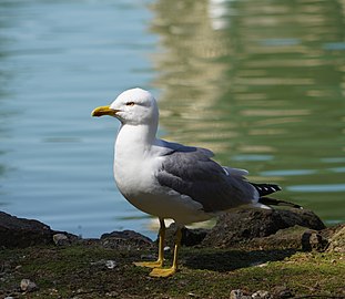 File:Larus michahellis in Locarno 4.jpg