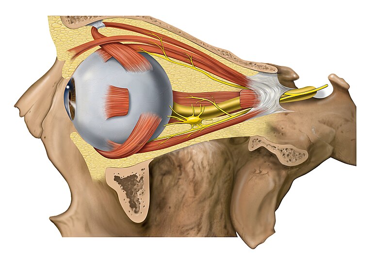 File:Lateral orbit anatomy 2.jpg